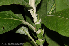 Solanum giganteum